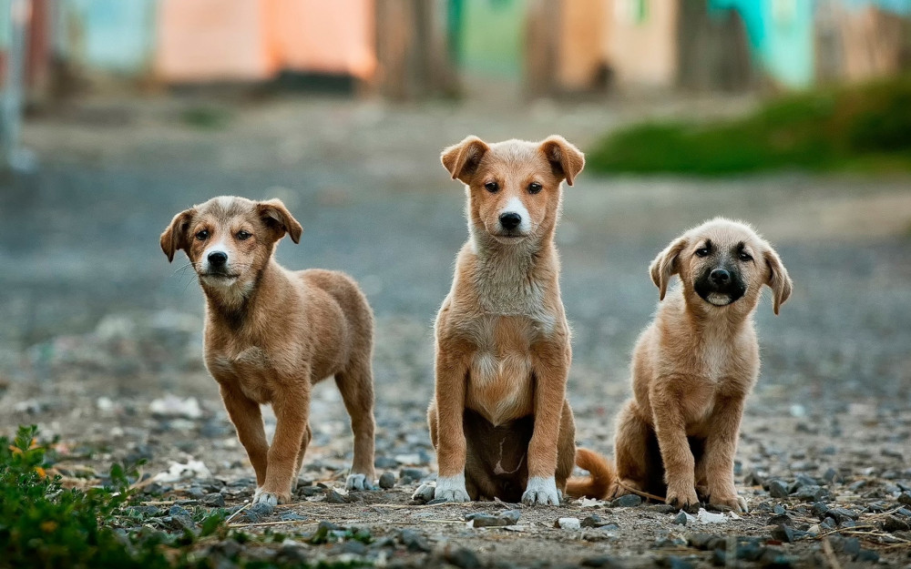 3 Dogs pose