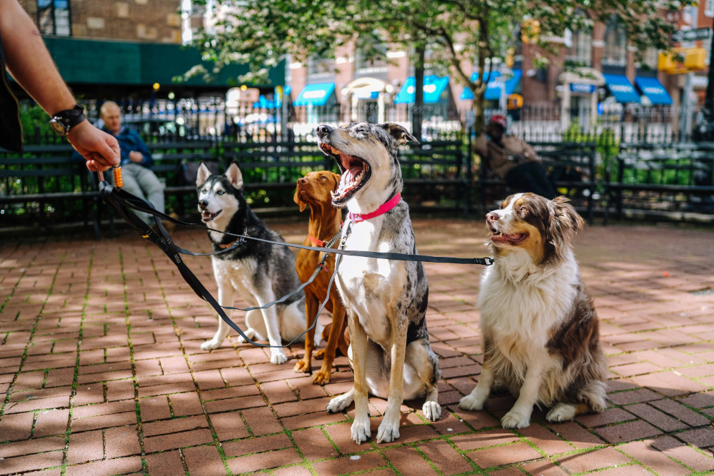 Dogs at the park