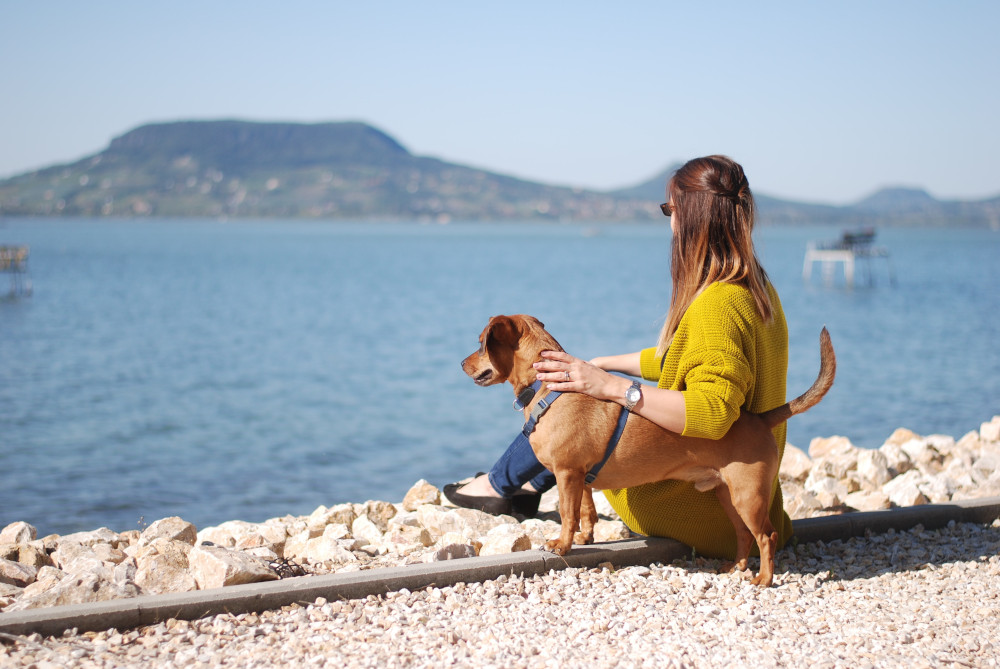 dog beside the beach