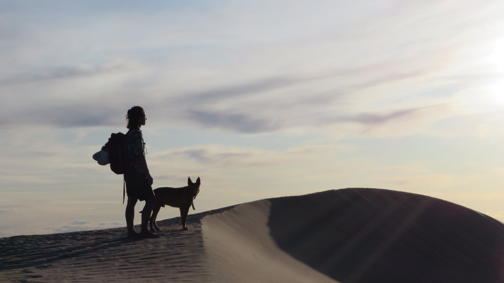 Dog on the dessert