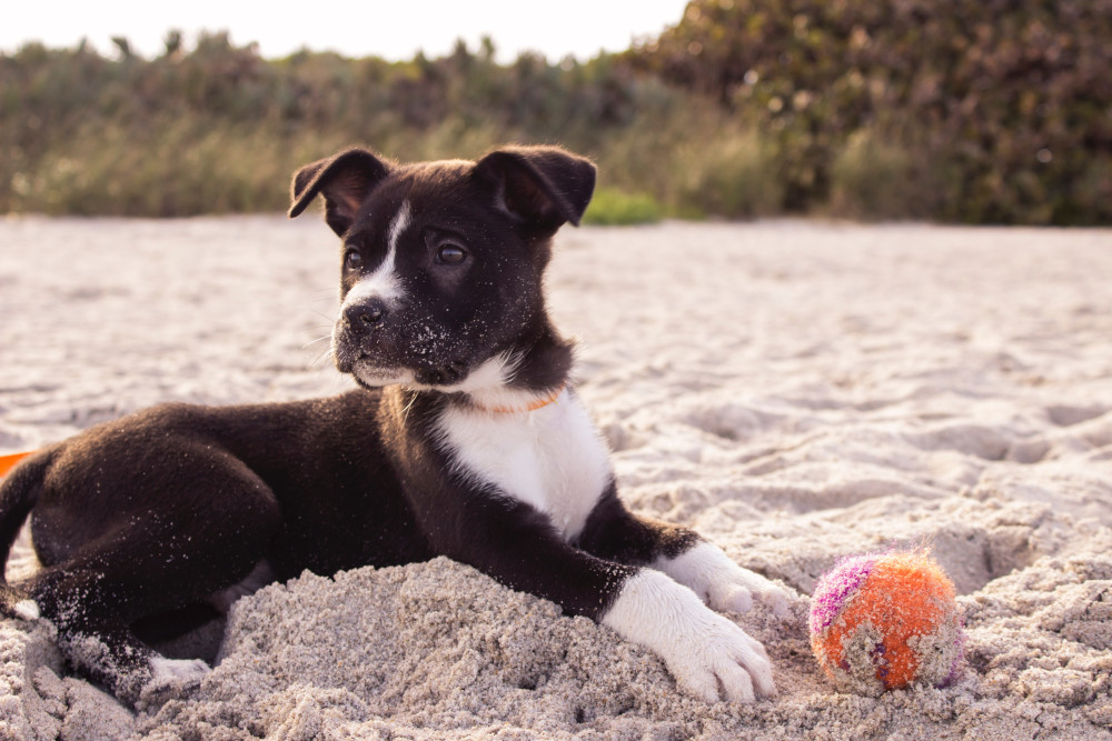 Dog playing with the ball on the sand